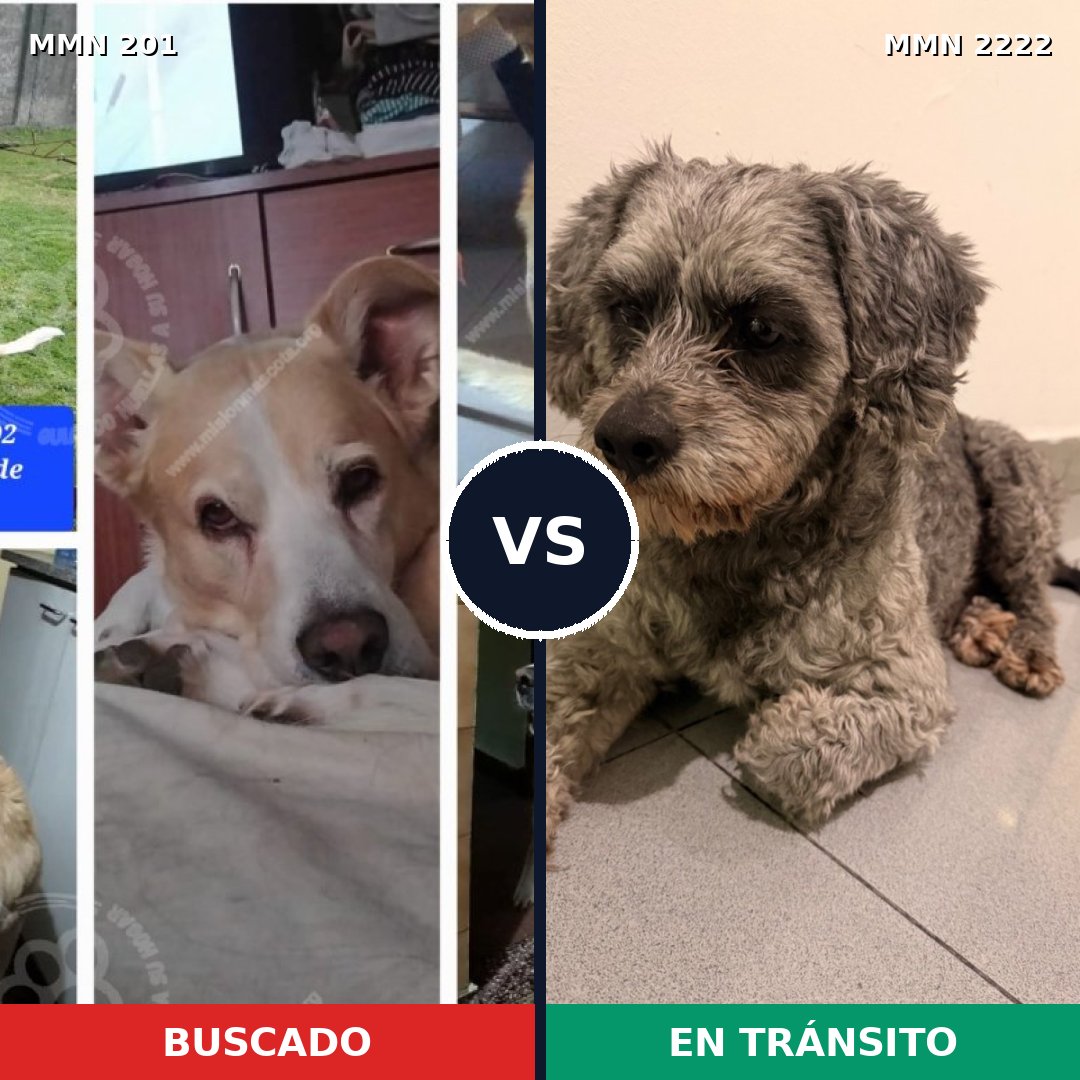 Comparativa MMS 66354: mascota perdida y mascota encontrada, 51% de similitud