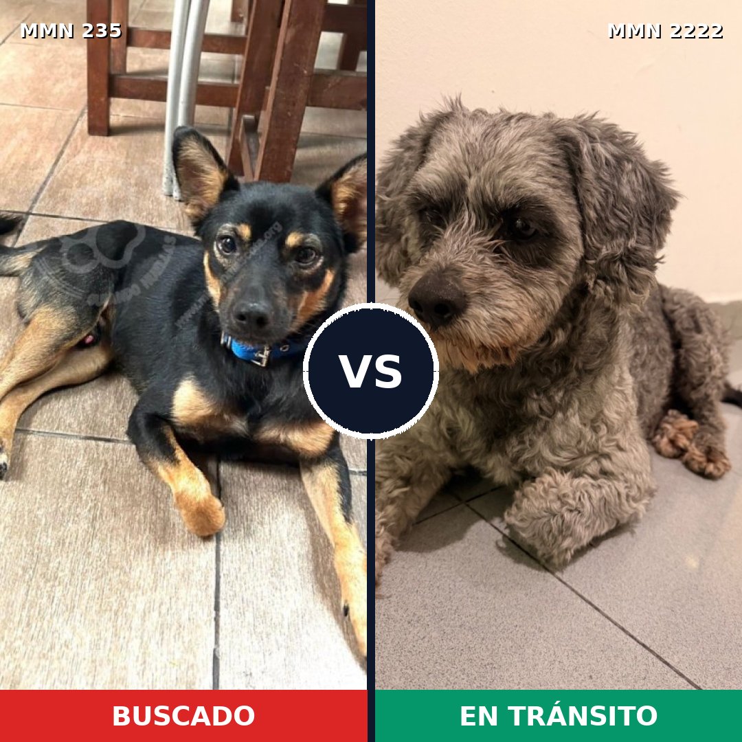 Comparativa MMS 66355: mascota perdida y mascota encontrada, 63% de similitud