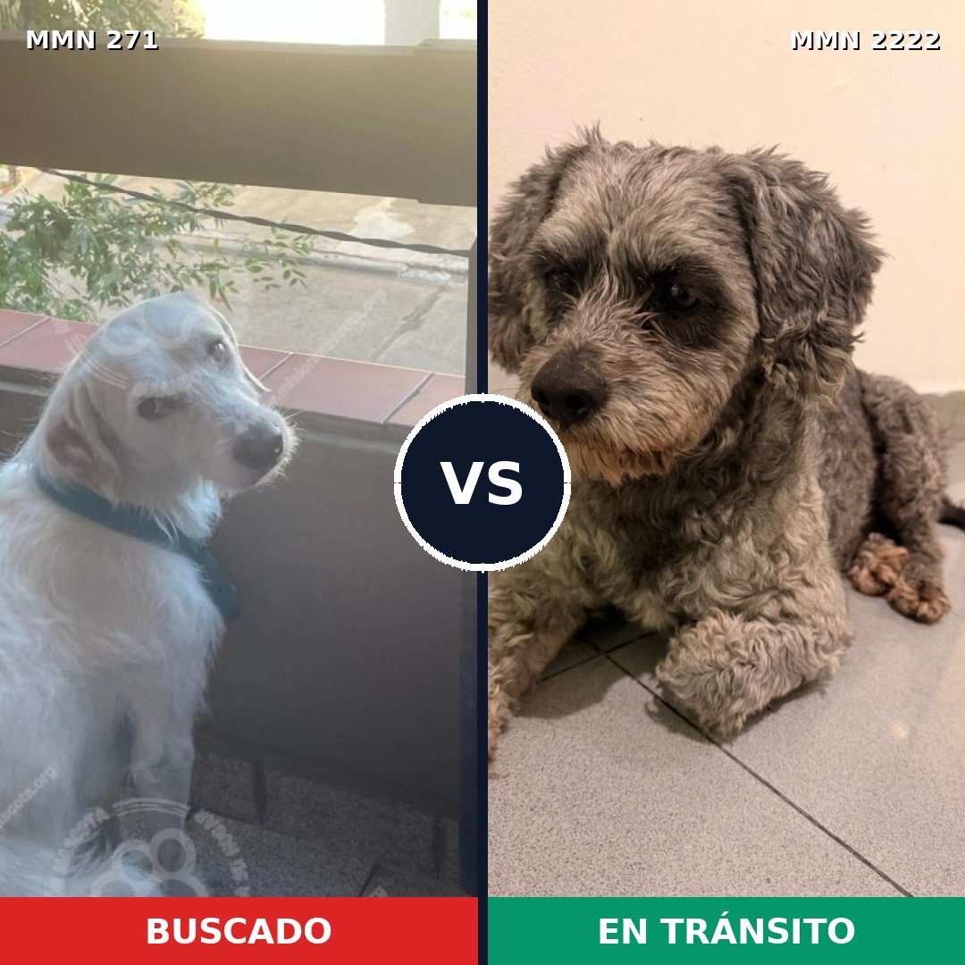 Comparativa MMS 66356: mascota perdida y mascota encontrada, 54% de similitud