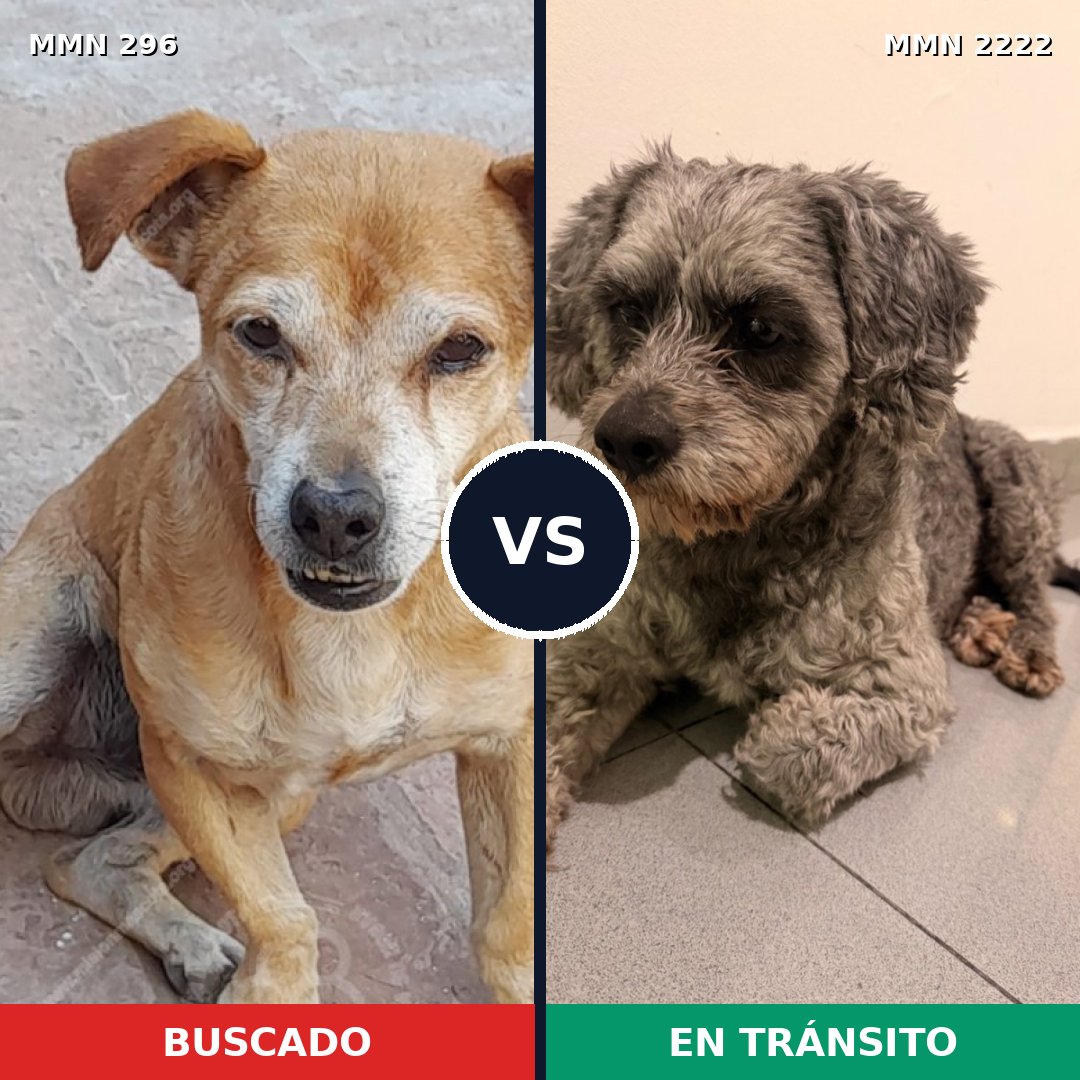 Comparativa MMS 66357: mascota perdida y mascota encontrada, 53% de similitud