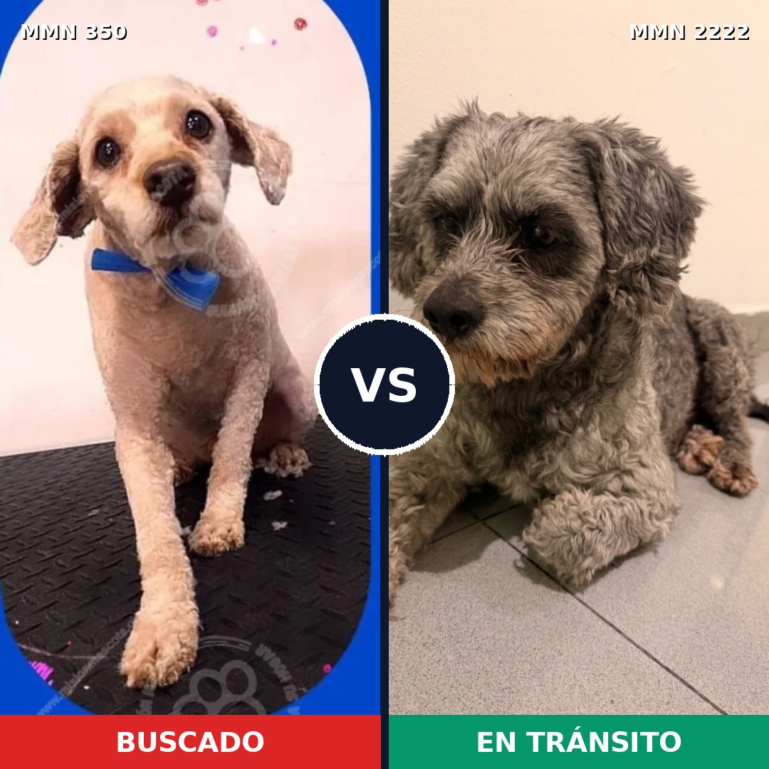 Comparativa MMS 66358: mascota perdida y mascota encontrada, 36% de similitud