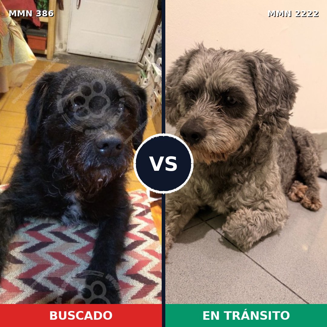 Comparativa MMS 66359: mascota perdida y mascota encontrada, 54% de similitud