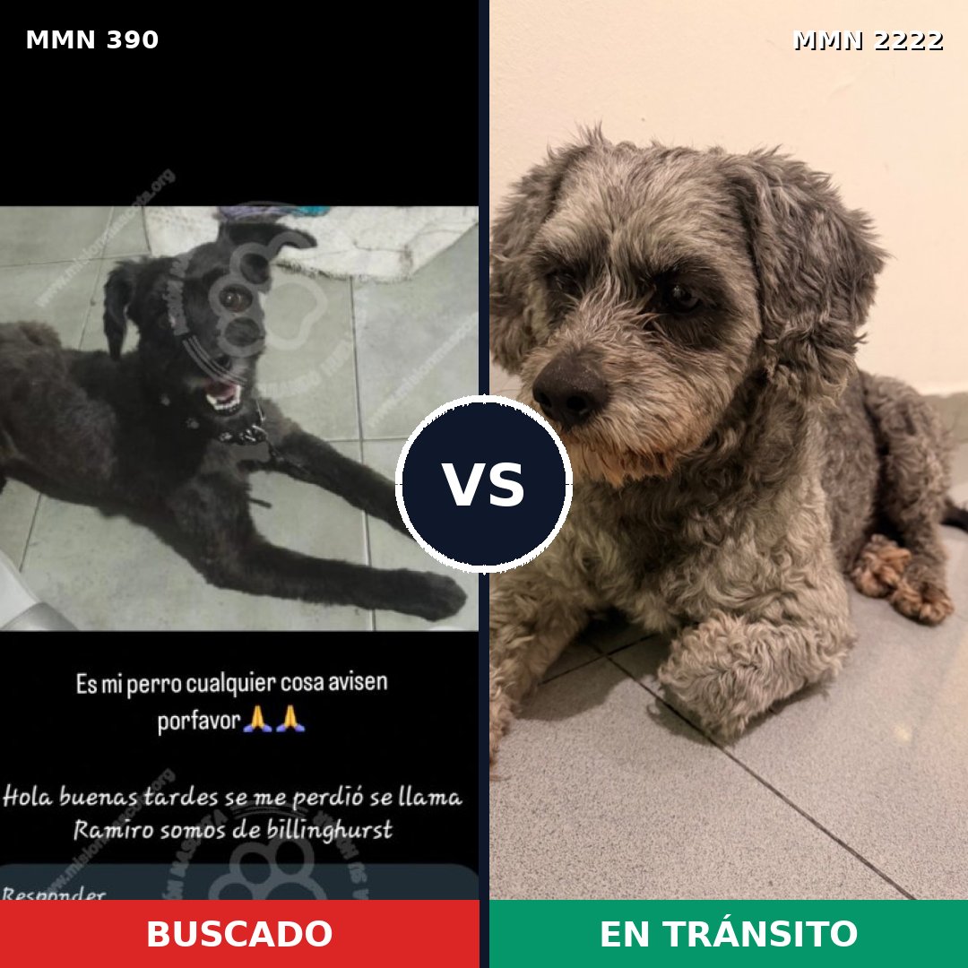 Comparativa MMS 66360: mascota perdida y mascota encontrada, 36% de similitud