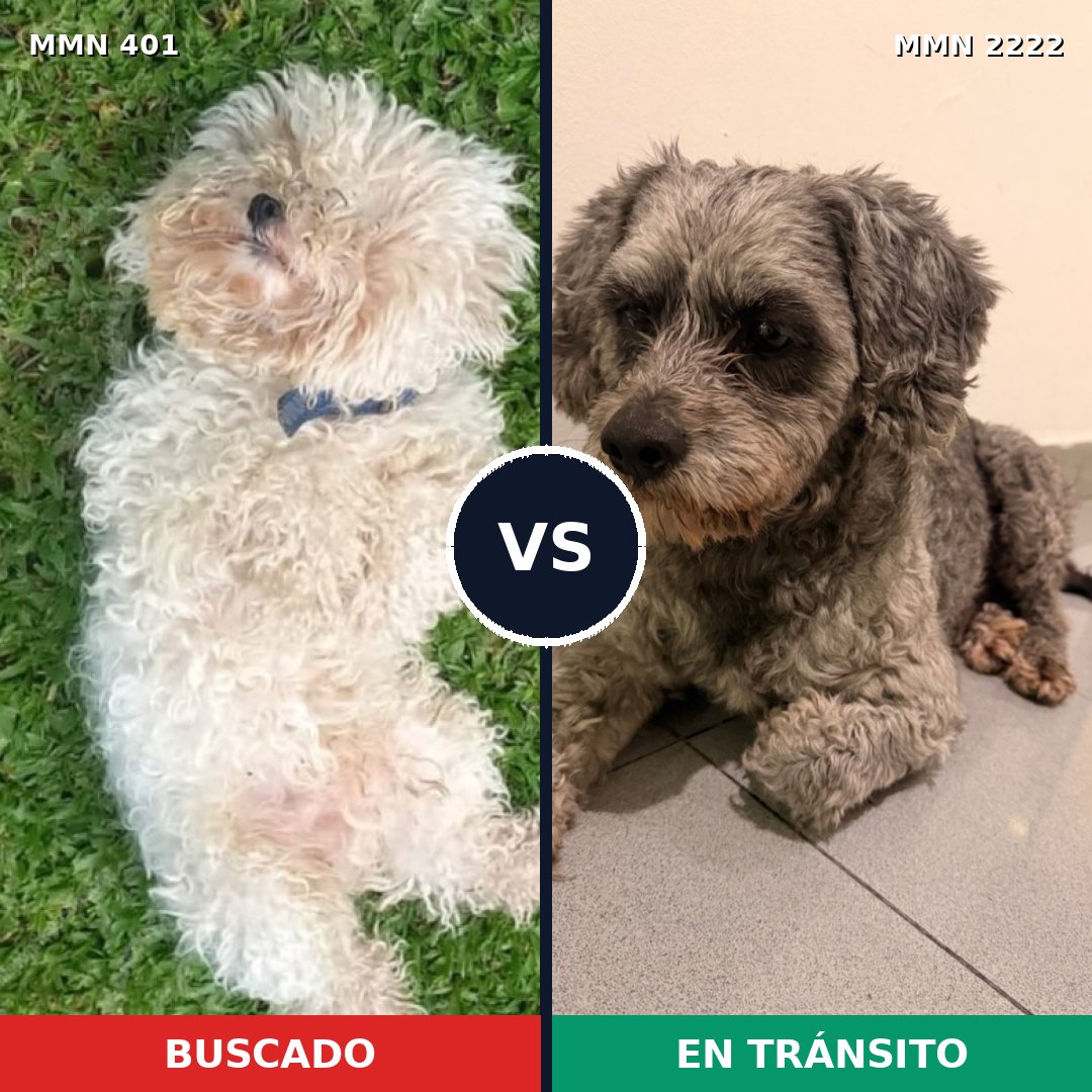 Comparativa MMS 66361: mascota perdida y mascota encontrada, 26% de similitud