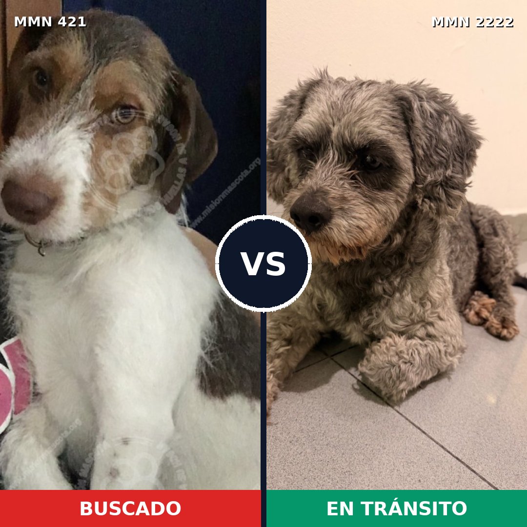 Comparativa MMS 66362: mascota perdida y mascota encontrada, 49% de similitud