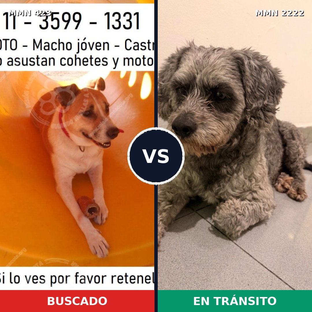 Comparativa MMS 66363: mascota perdida y mascota encontrada, 51% de similitud