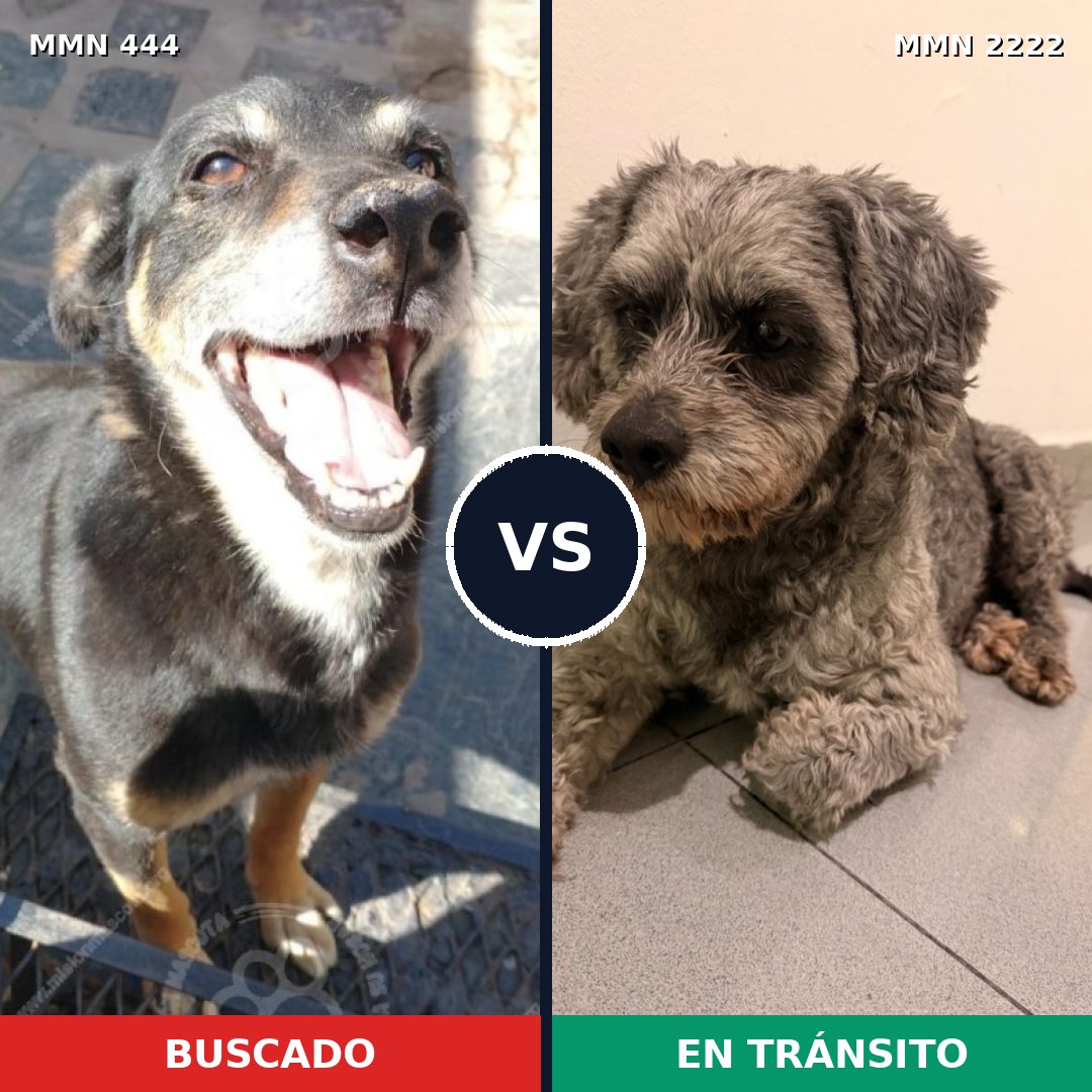 Comparativa MMS 66364: mascota perdida y mascota encontrada, 39% de similitud
