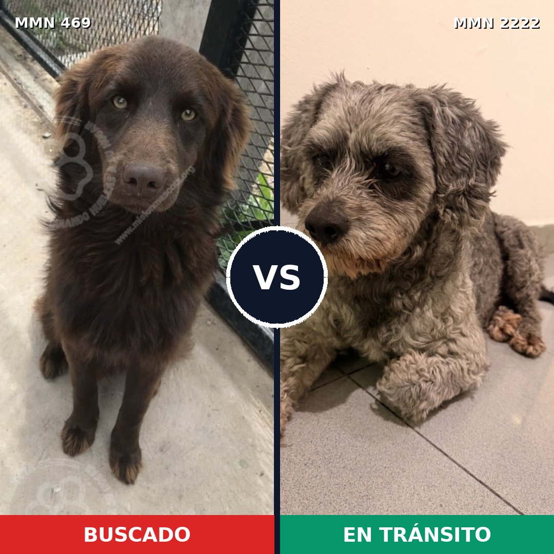 Comparativa MMS 66365: mascota perdida y mascota encontrada, 50% de similitud