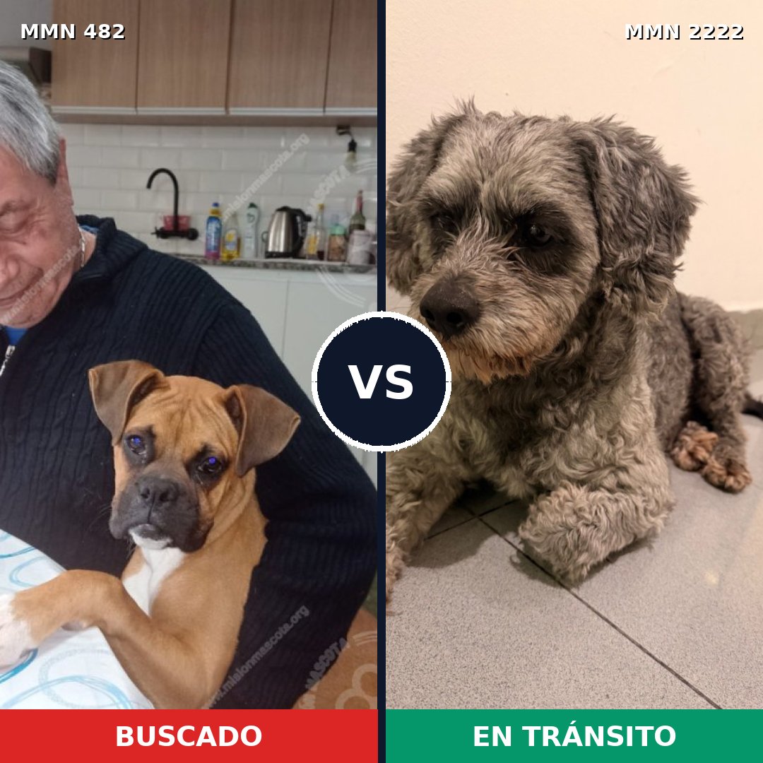 Comparativa MMS 66366: mascota perdida y mascota encontrada, 25% de similitud