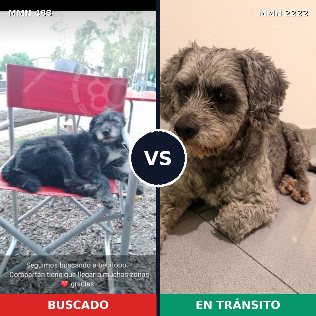 Comparativa MMS 66367: mascota perdida y mascota encontrada, 54% de similitud