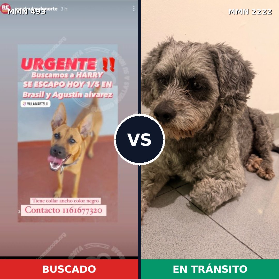 Comparativa MMS 66368: mascota perdida y mascota encontrada, 49% de similitud
