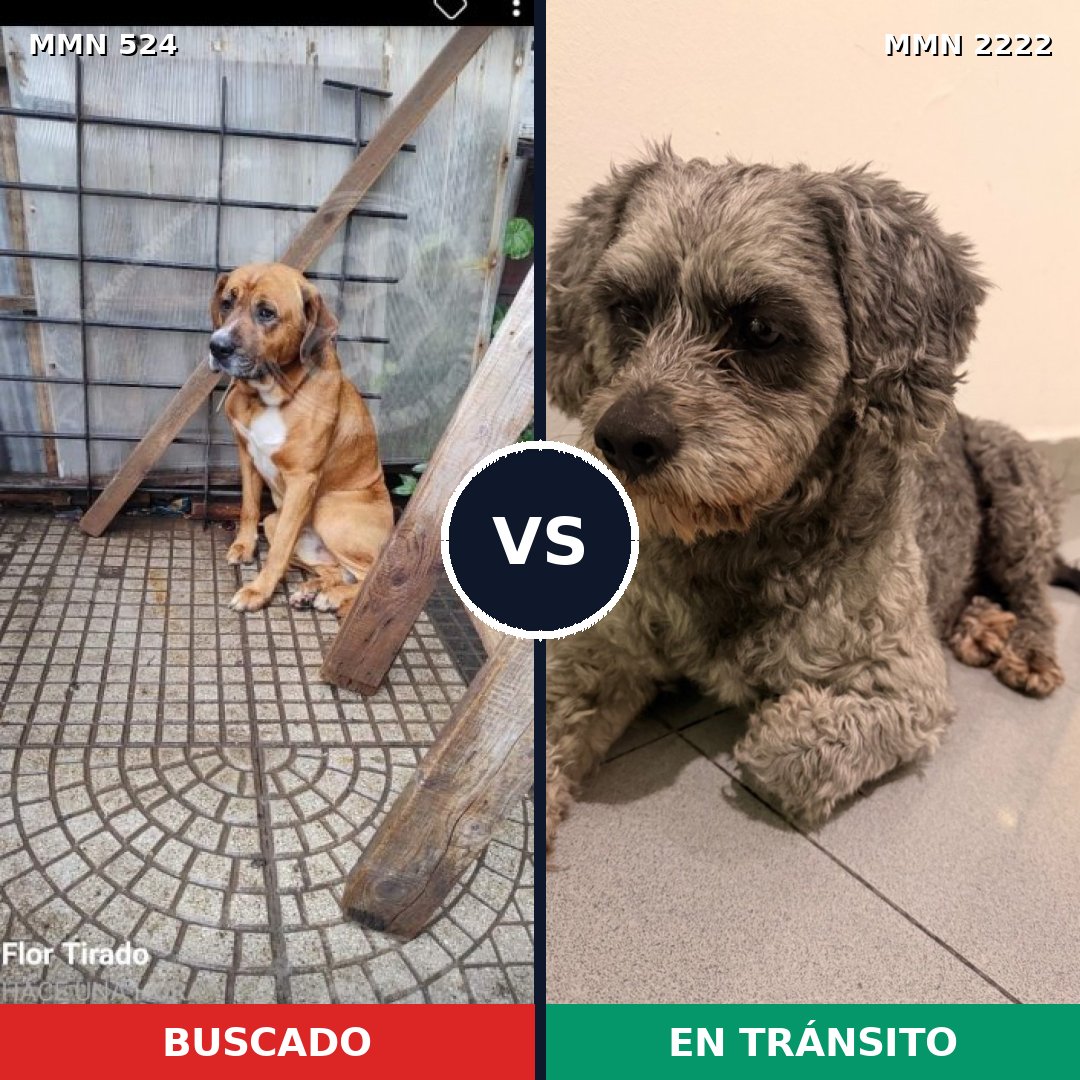 Comparativa MMS 66369: mascota perdida y mascota encontrada, 38% de similitud