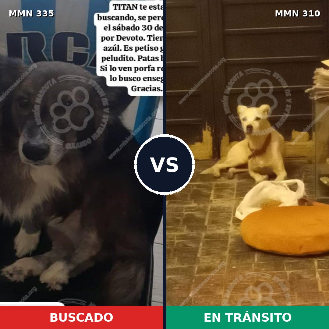 Comparativa MMS 6637: mascota perdida y mascota encontrada, 70% de similitud