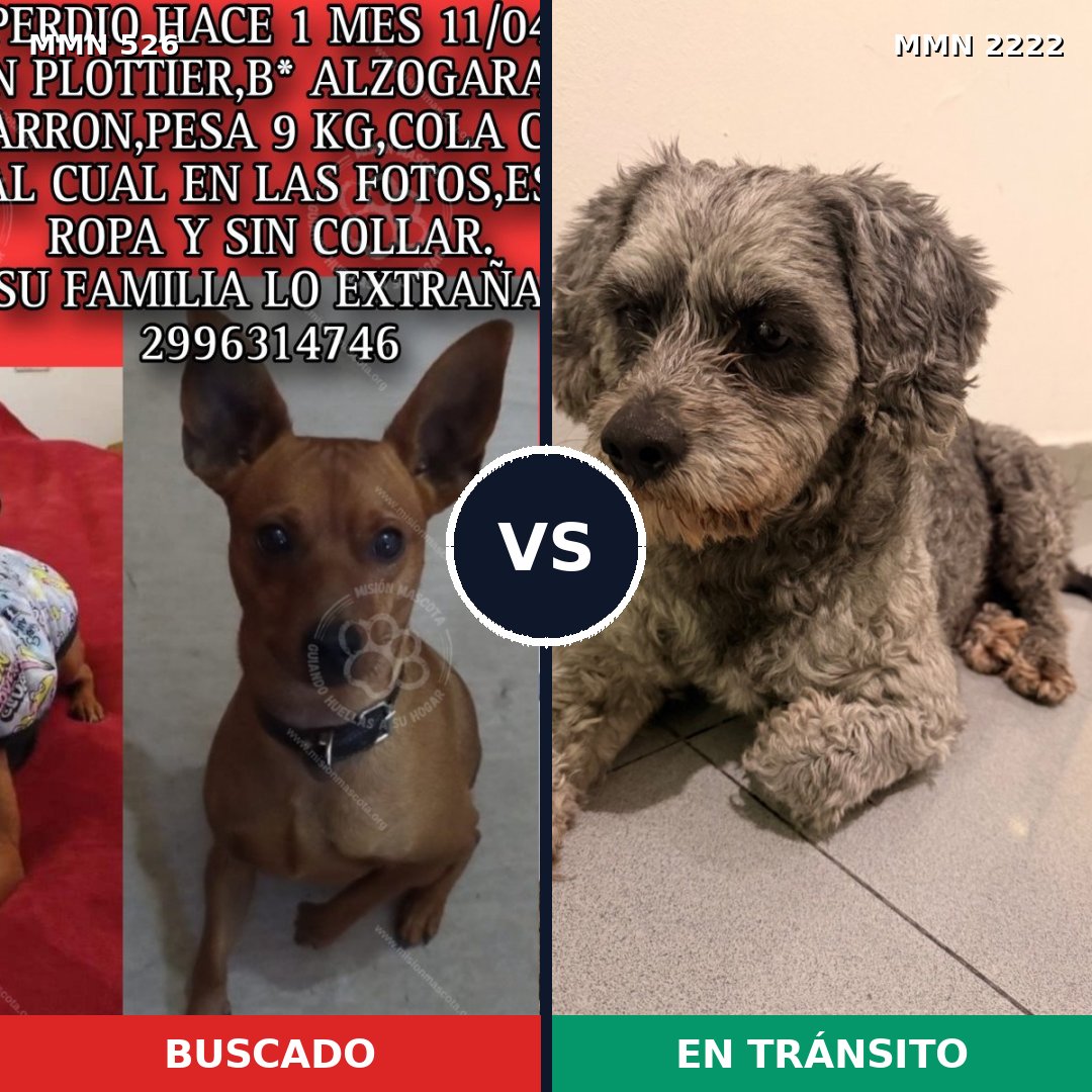 Comparativa MMS 66370: mascota perdida y mascota encontrada, 38% de similitud