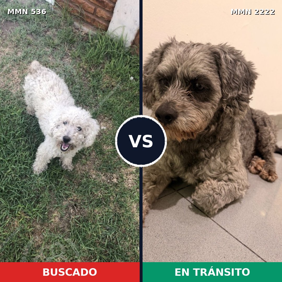 Comparativa MMS 66371: mascota perdida y mascota encontrada, 48% de similitud