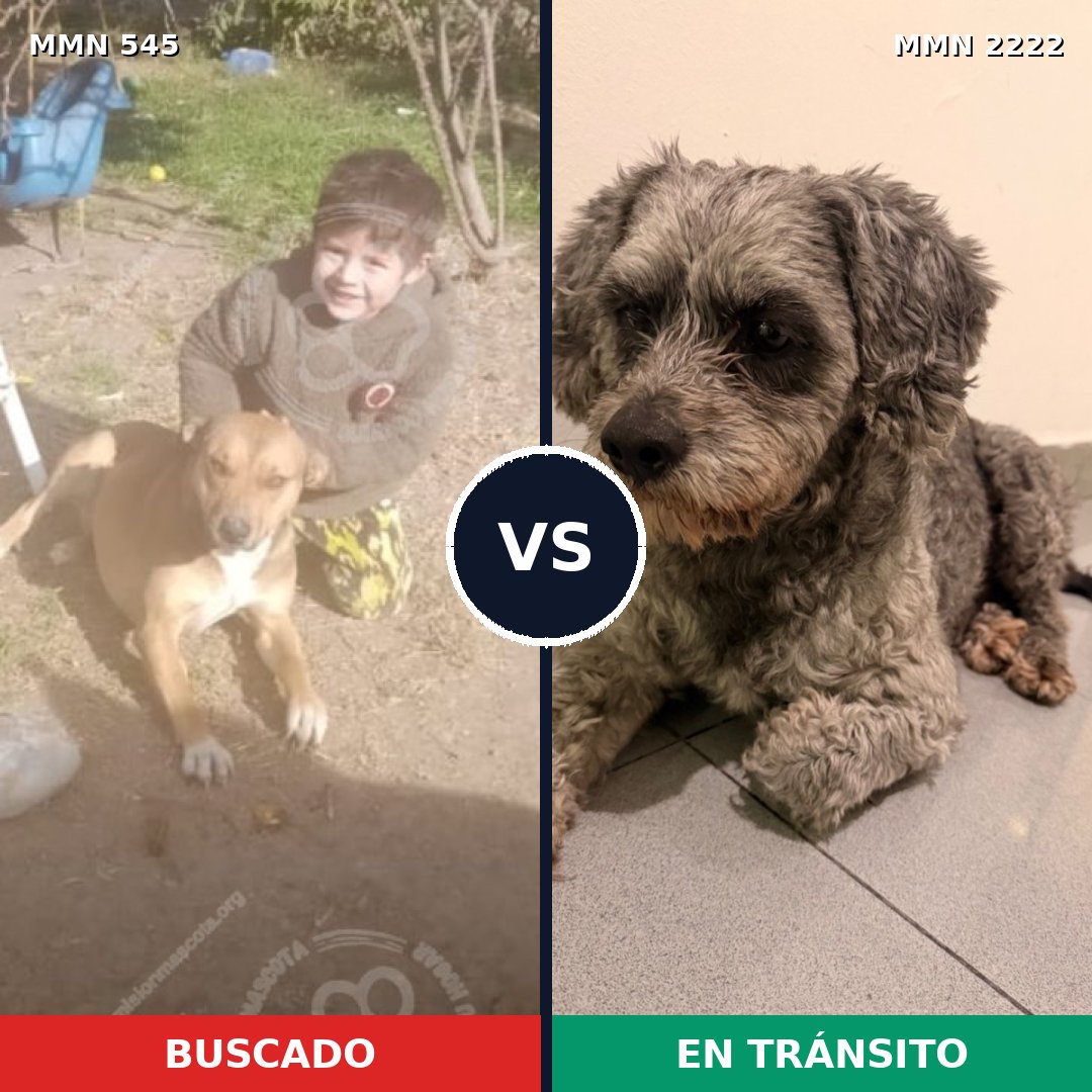 Comparativa MMS 66372: mascota perdida y mascota encontrada, 35% de similitud