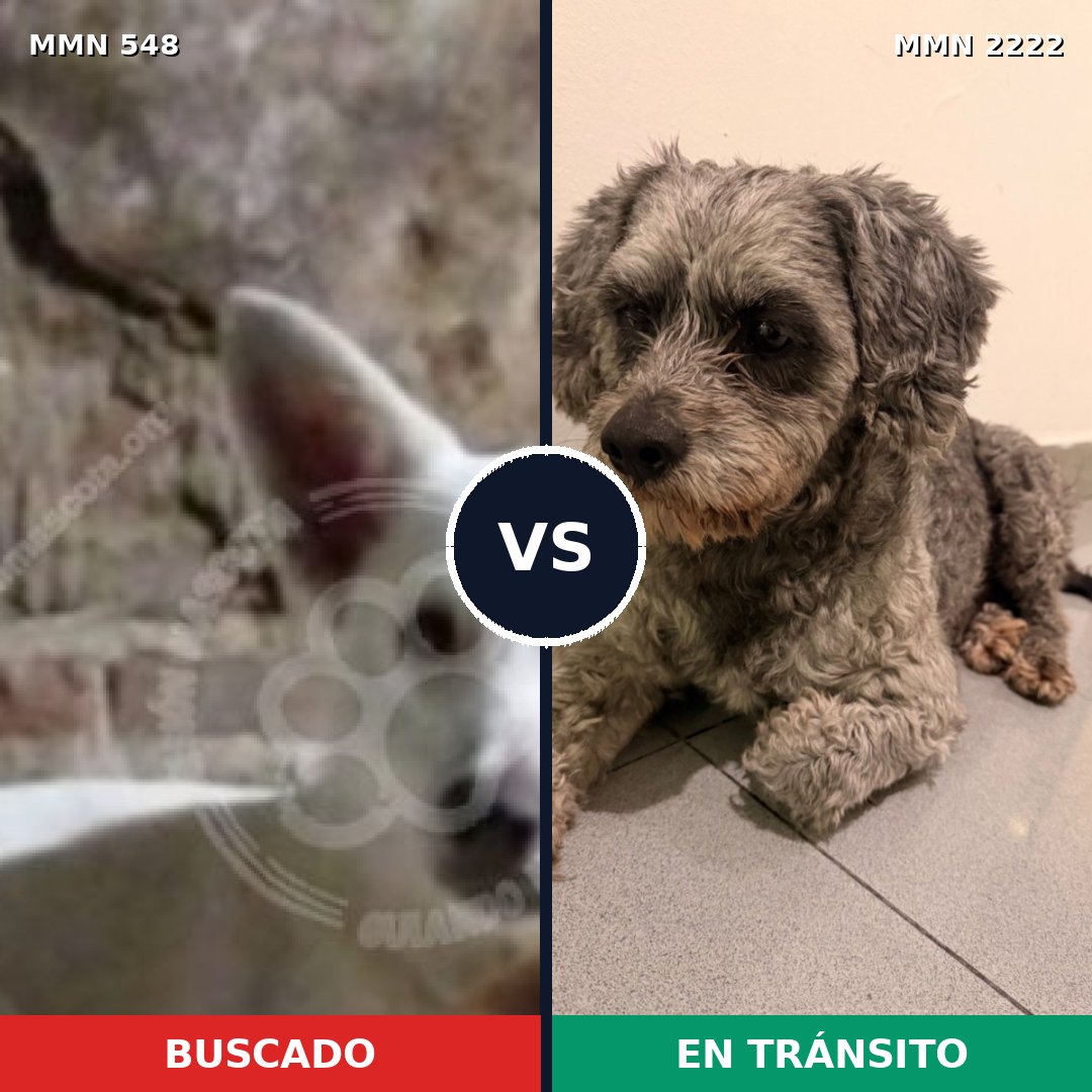 Comparativa MMS 66373: mascota perdida y mascota encontrada, 60% de similitud