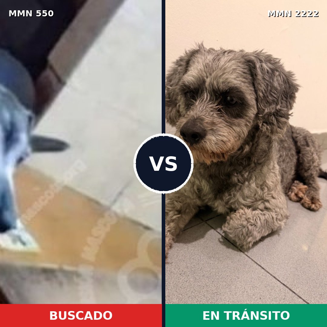 Comparativa MMS 66374: mascota perdida y mascota encontrada, 49% de similitud