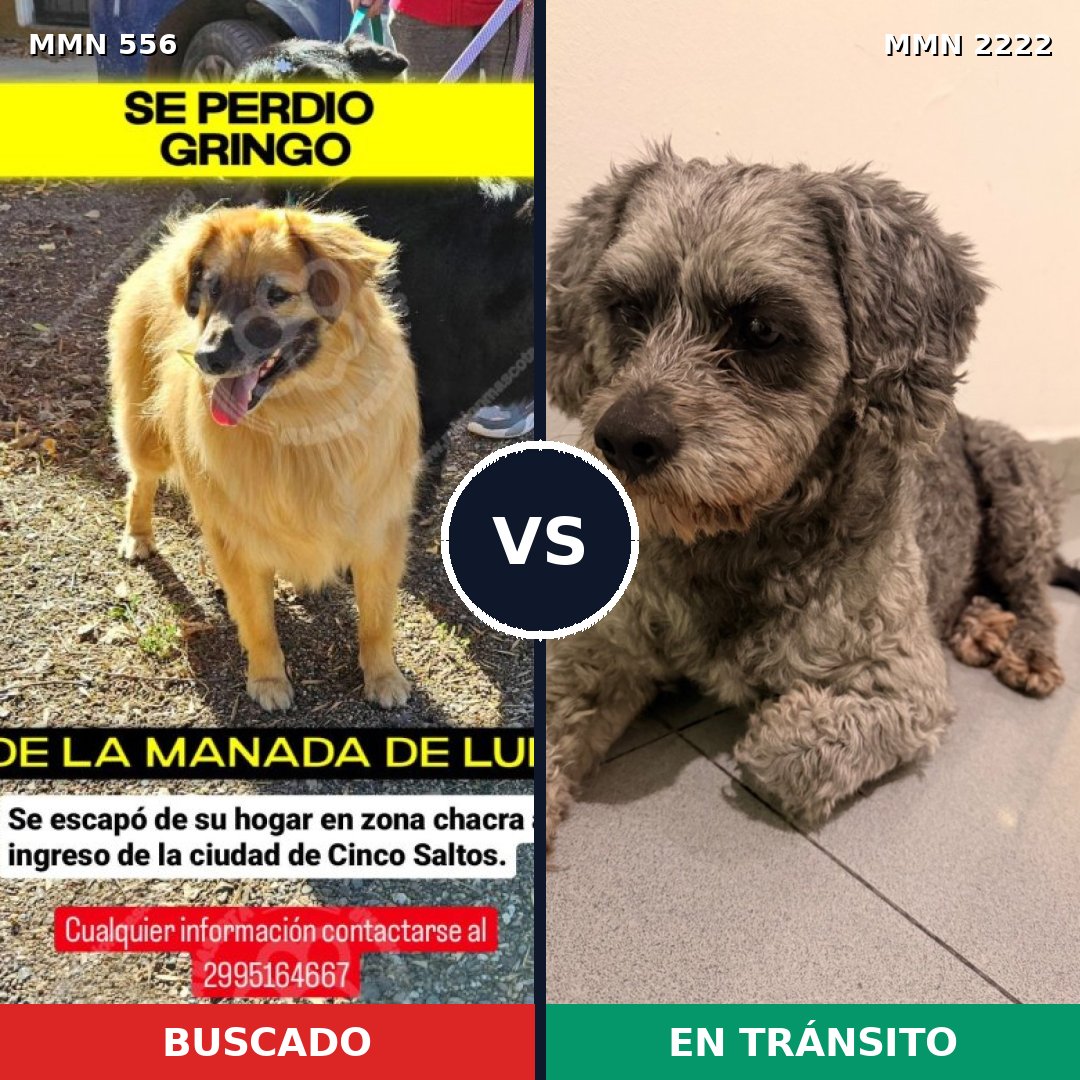 Comparativa MMS 66375: mascota perdida y mascota encontrada, 42% de similitud