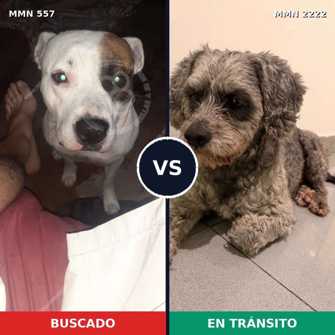 Comparativa MMS 66376: mascota perdida y mascota encontrada, 35% de similitud