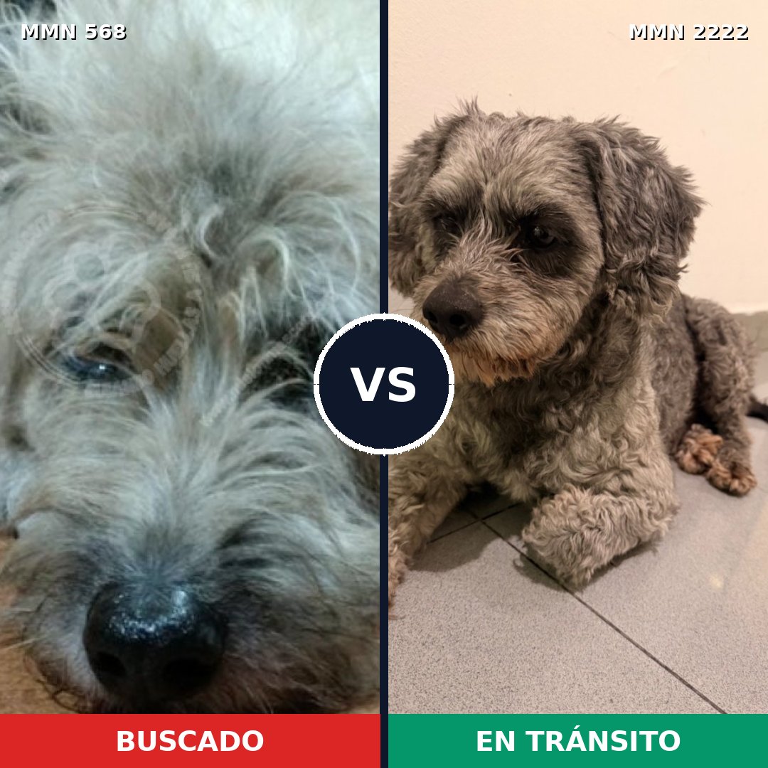 Comparativa MMS 66377: mascota perdida y mascota encontrada, 53% de similitud