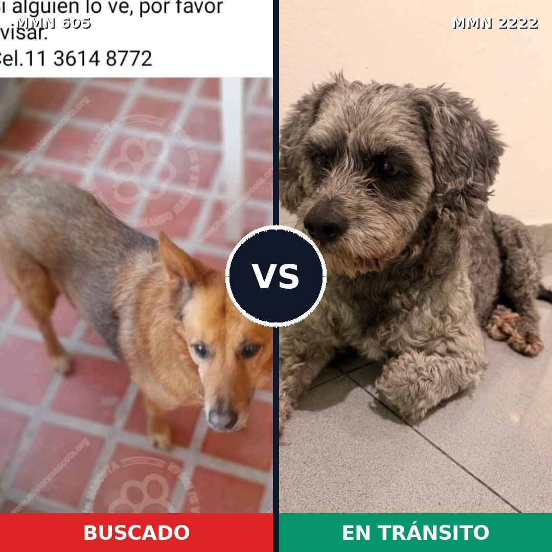 Comparativa MMS 66379: mascota perdida y mascota encontrada, 58% de similitud