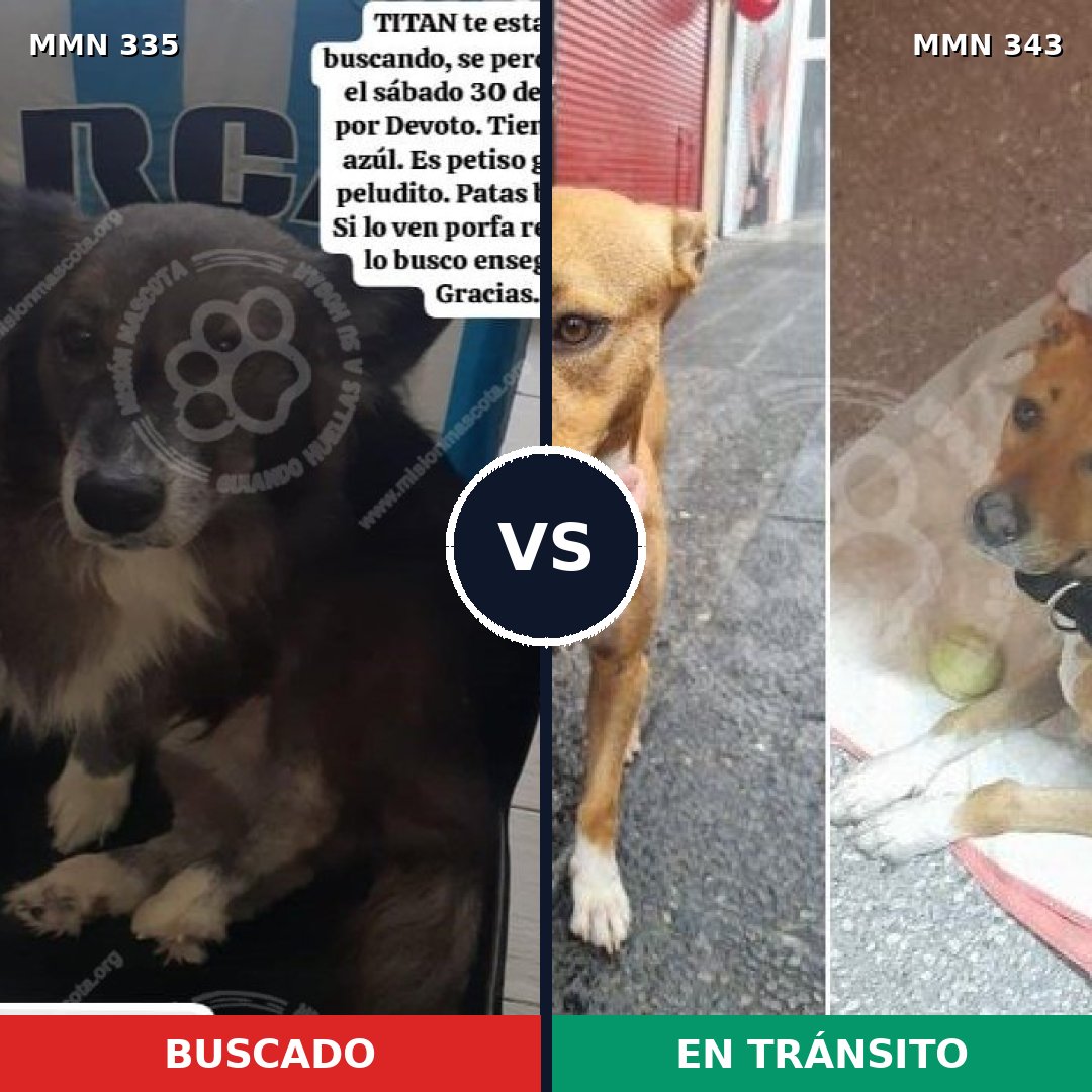 Comparativa MMS 6638: mascota perdida y mascota encontrada, 67% de similitud