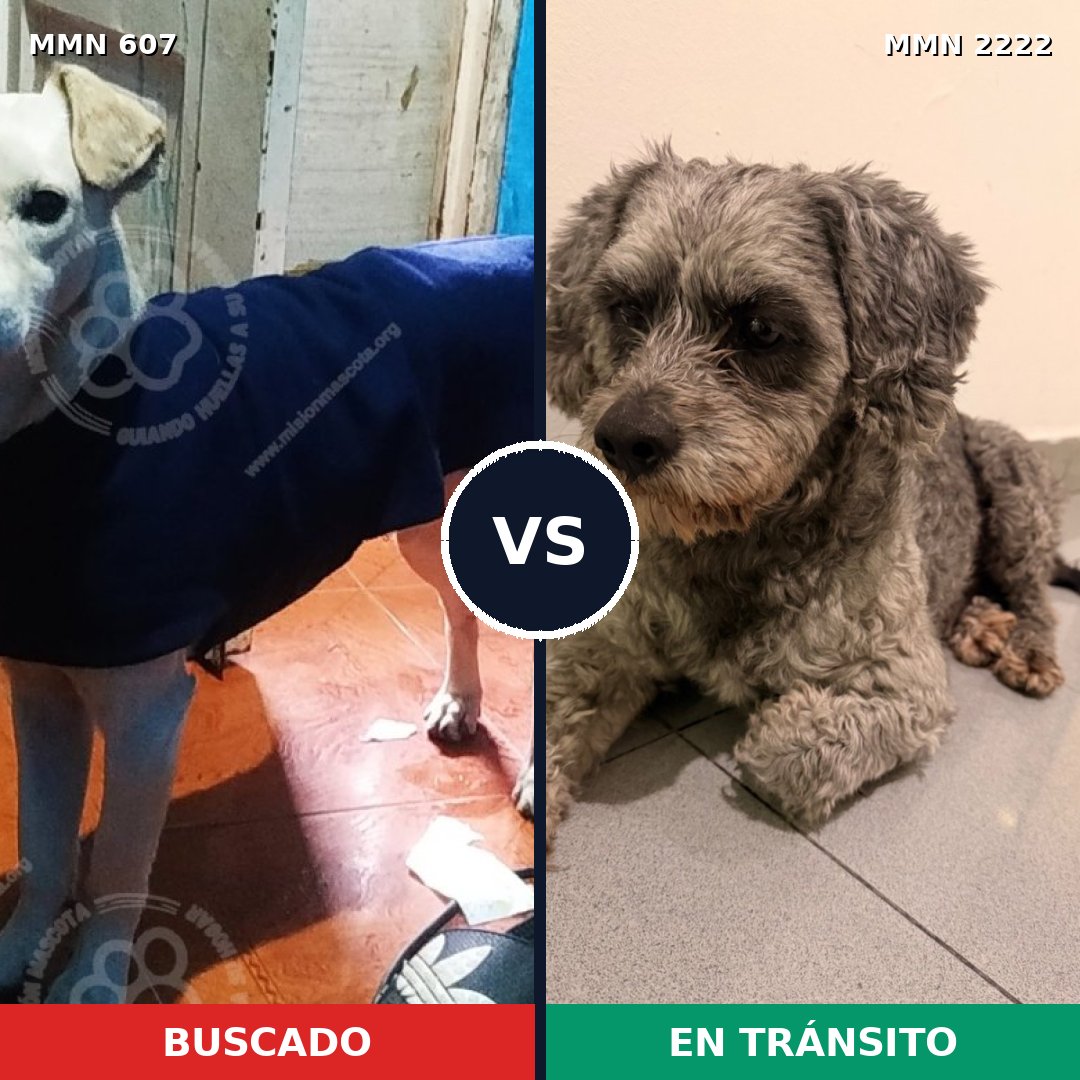 Comparativa MMS 66380: mascota perdida y mascota encontrada, 59% de similitud