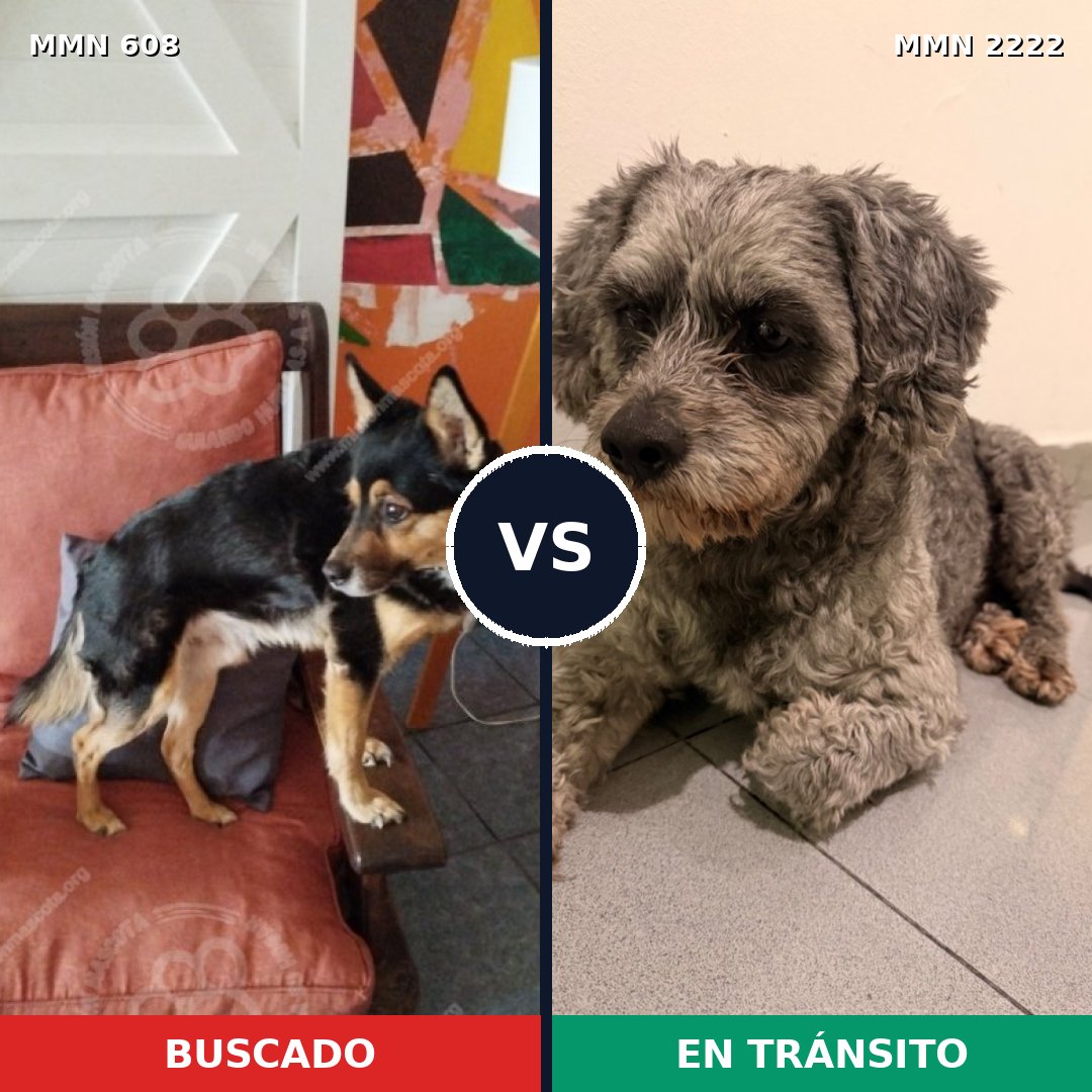 Comparativa MMS 66381: mascota perdida y mascota encontrada, 50% de similitud