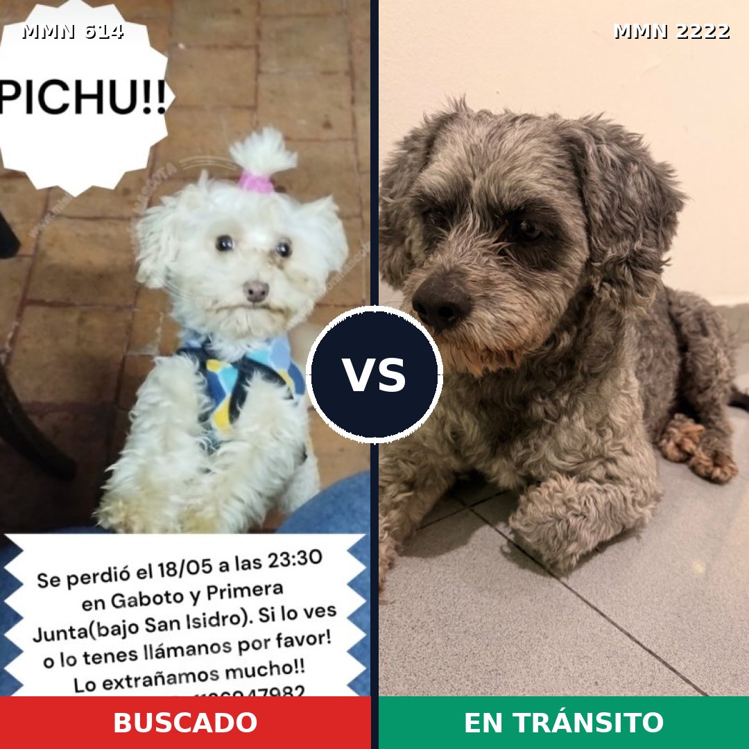 Comparativa MMS 66382: mascota perdida y mascota encontrada, 37% de similitud