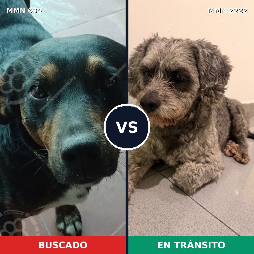 Comparativa MMS 66384: mascota perdida y mascota encontrada, 45% de similitud