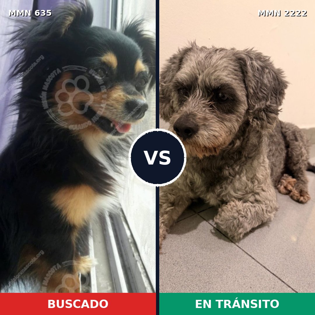 Comparativa MMS 66385: mascota perdida y mascota encontrada, 26% de similitud