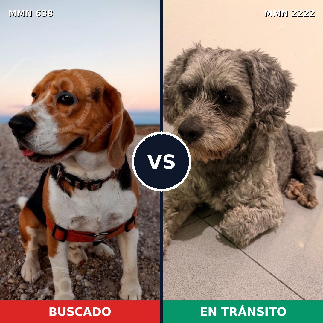 Comparativa MMS 66386: mascota perdida y mascota encontrada, 28% de similitud