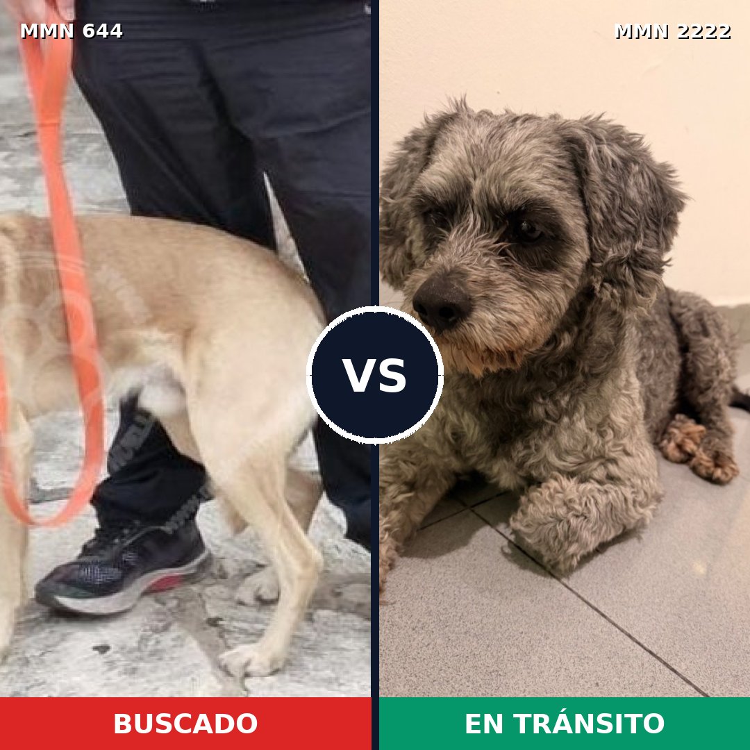 Comparativa MMS 66387: mascota perdida y mascota encontrada, 57% de similitud