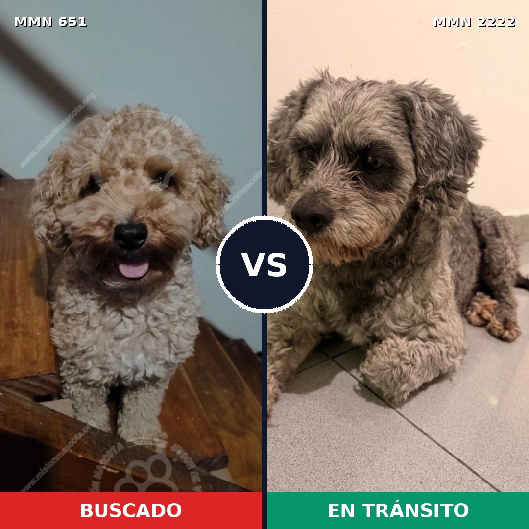 Comparativa MMS 66388: mascota perdida y mascota encontrada, 26% de similitud