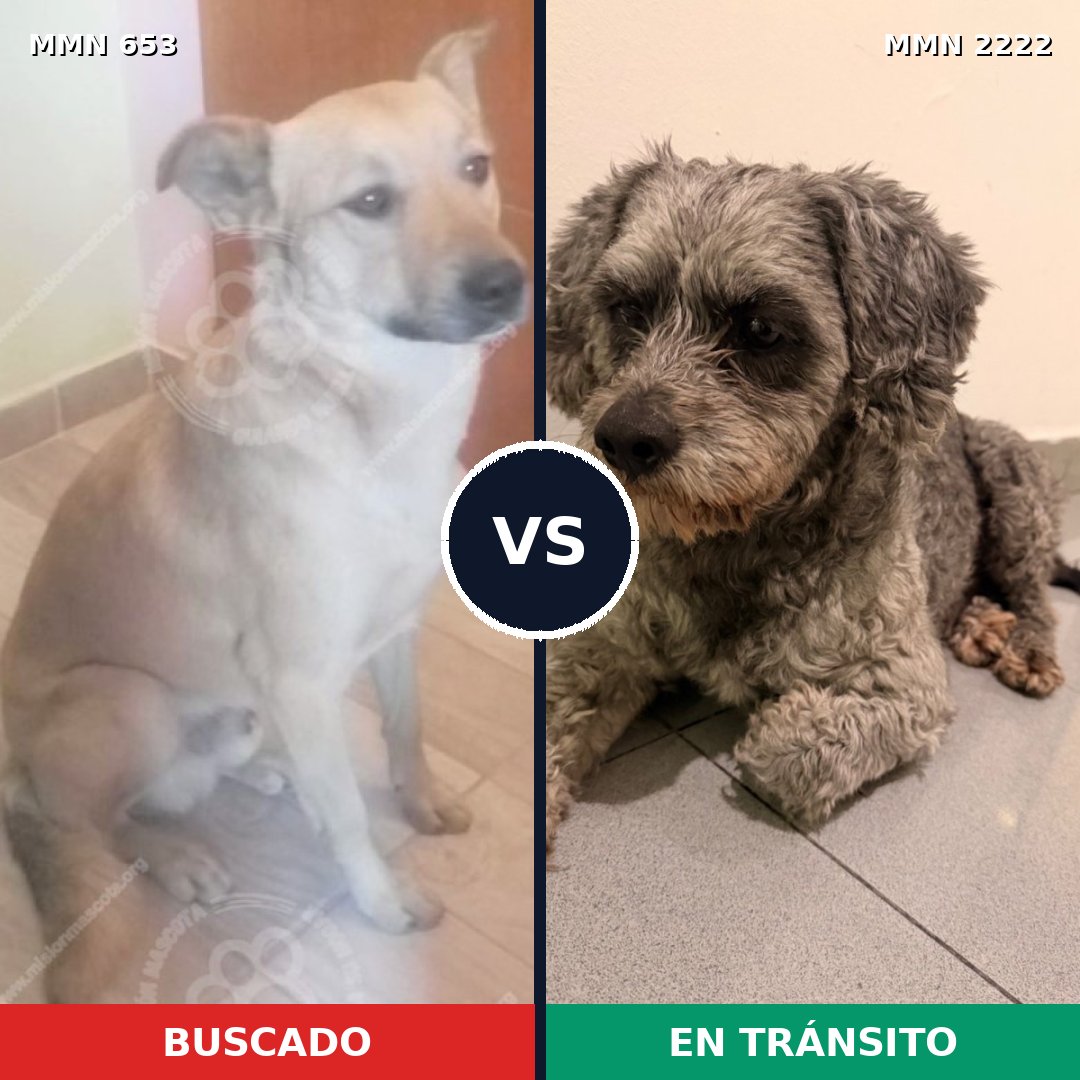 Comparativa MMS 66389: mascota perdida y mascota encontrada, 49% de similitud