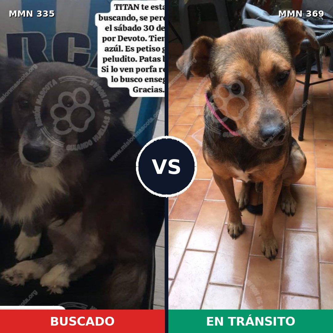 Comparativa MMS 6639: mascota perdida y mascota encontrada, 67% de similitud