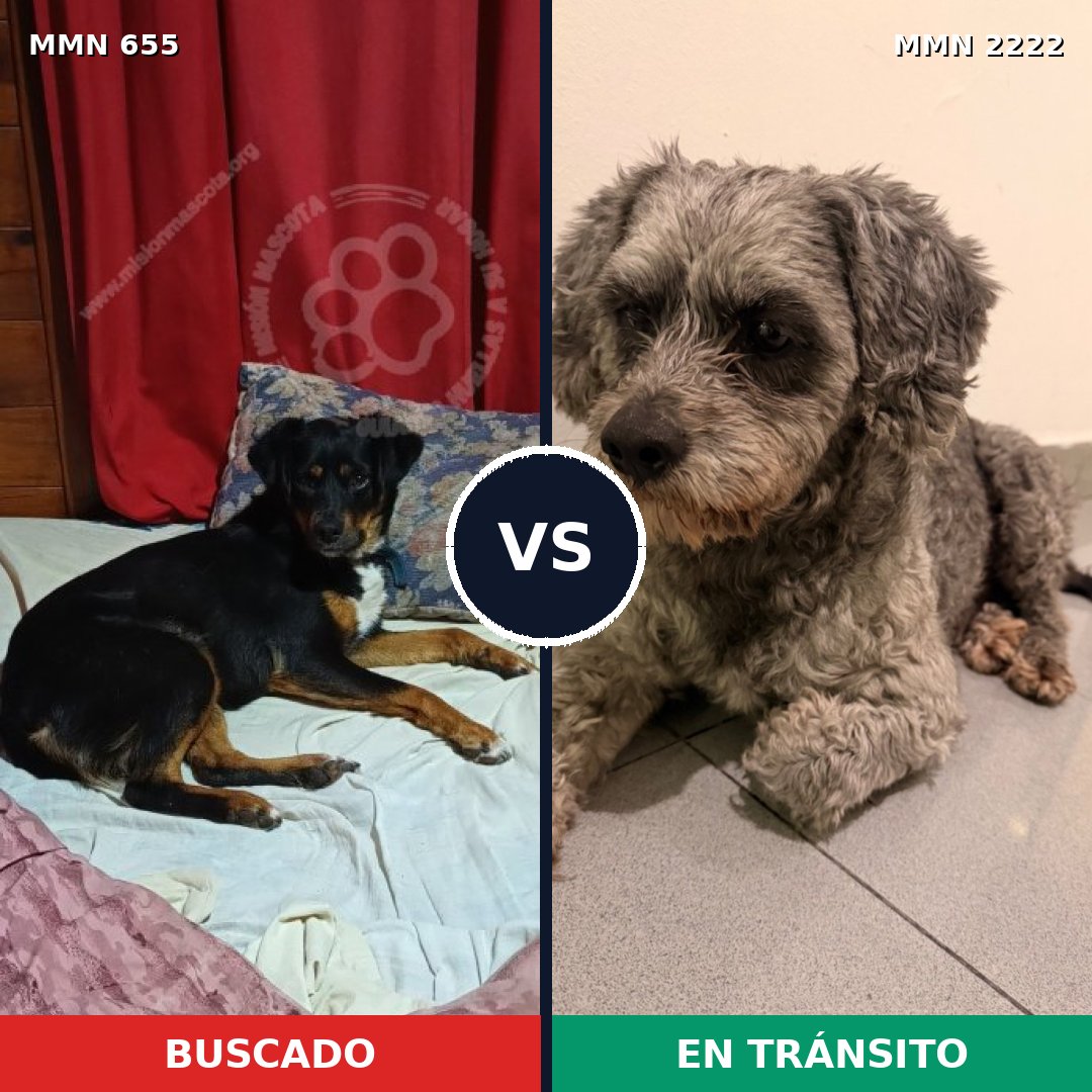 Comparativa MMS 66390: mascota perdida y mascota encontrada, 35% de similitud
