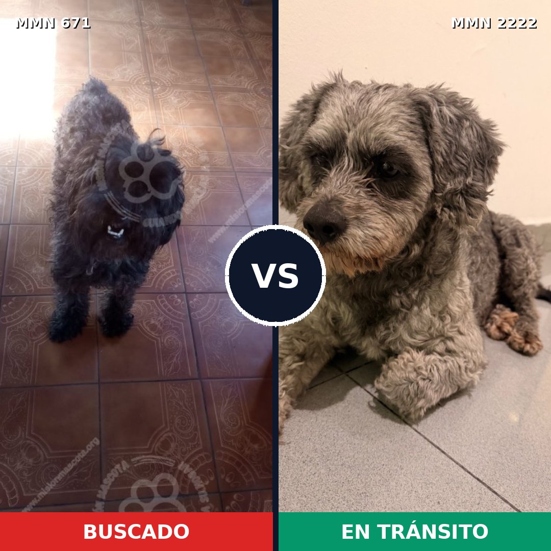 Comparativa MMS 66391: mascota perdida y mascota encontrada, 36% de similitud