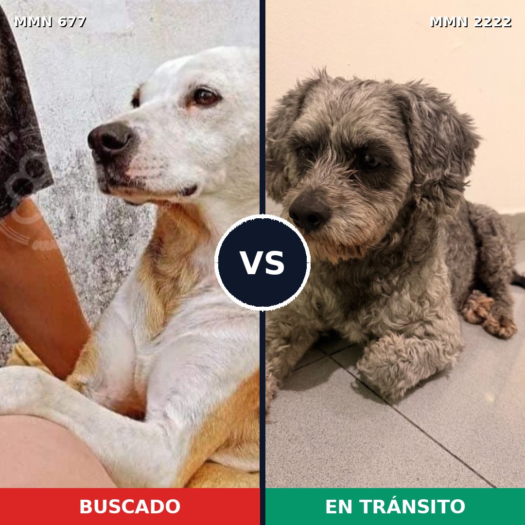 Comparativa MMS 66392: mascota perdida y mascota encontrada, 49% de similitud