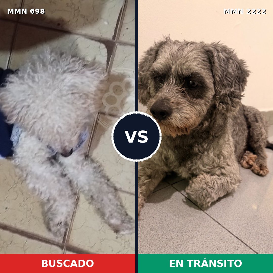 Comparativa MMS 66393: mascota perdida y mascota encontrada, 48% de similitud