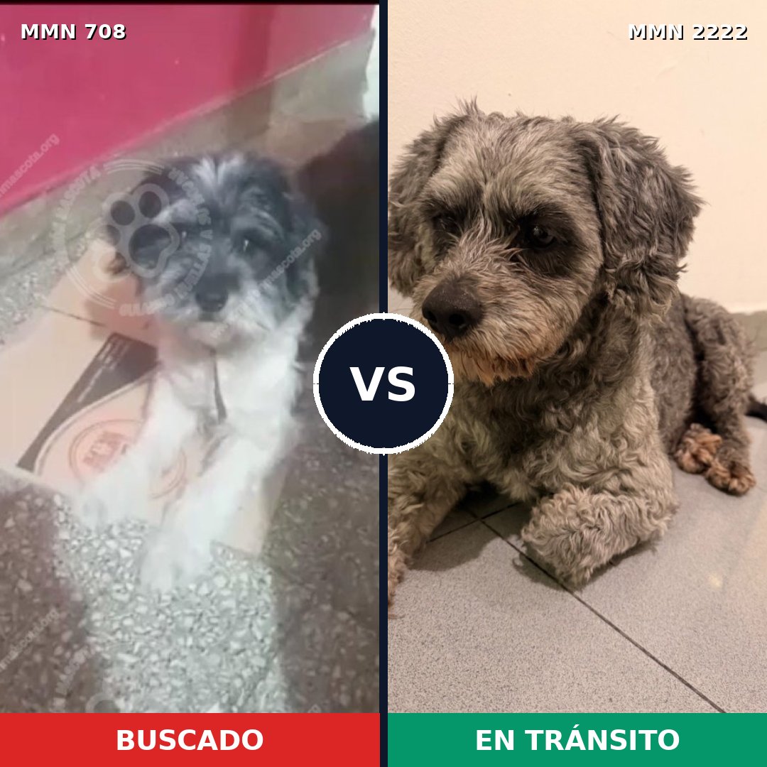 Comparativa MMS 66394: mascota perdida y mascota encontrada, 47% de similitud