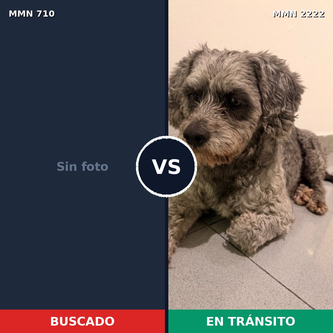 Comparativa MMS 66395: mascota perdida y mascota encontrada, 31% de similitud