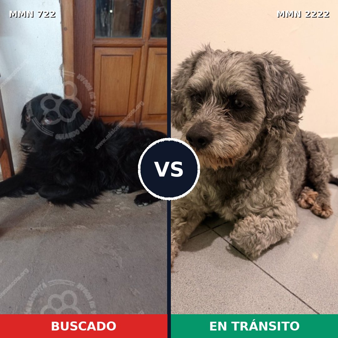Comparativa MMS 66396: mascota perdida y mascota encontrada, 26% de similitud
