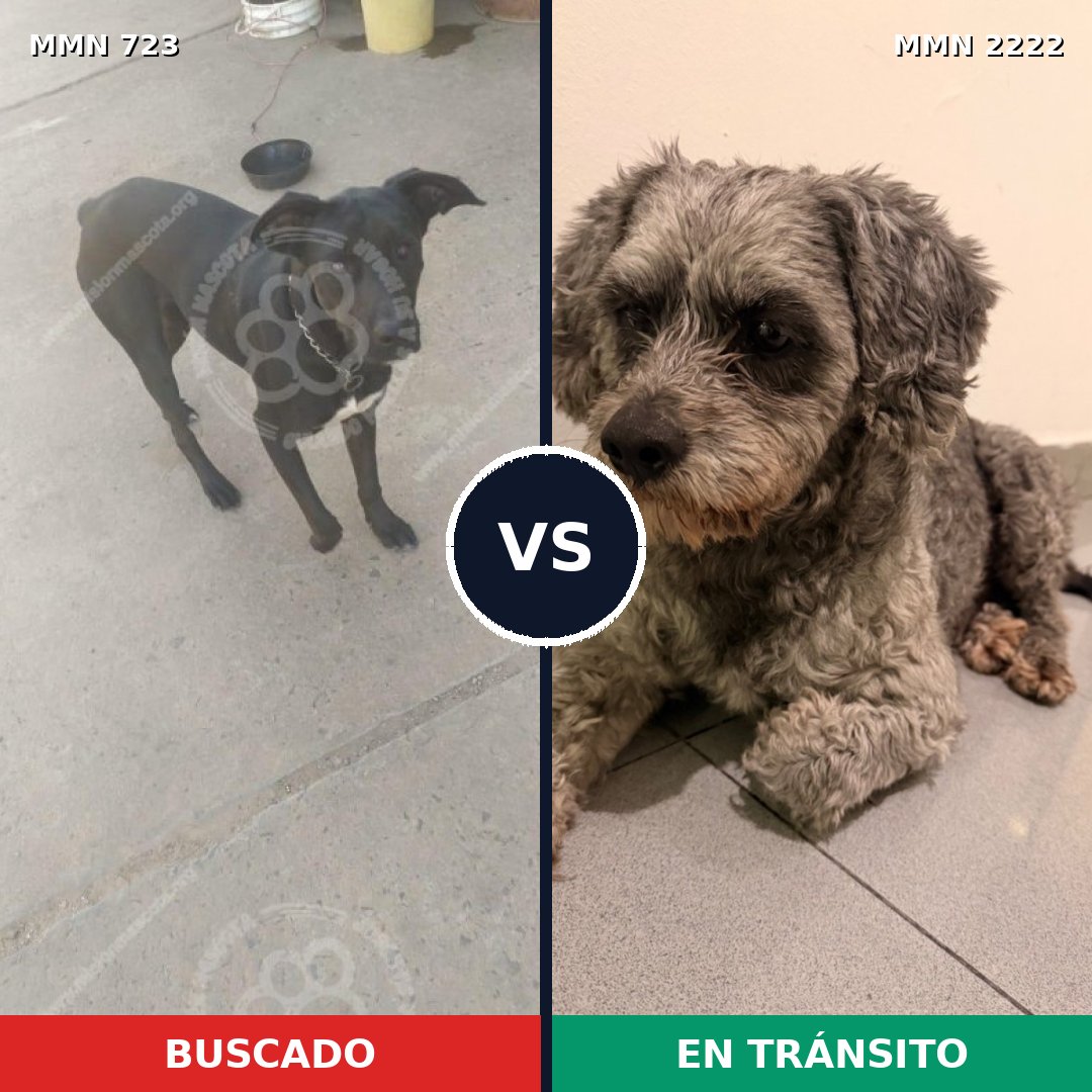 Comparativa MMS 66397: mascota perdida y mascota encontrada, 34% de similitud