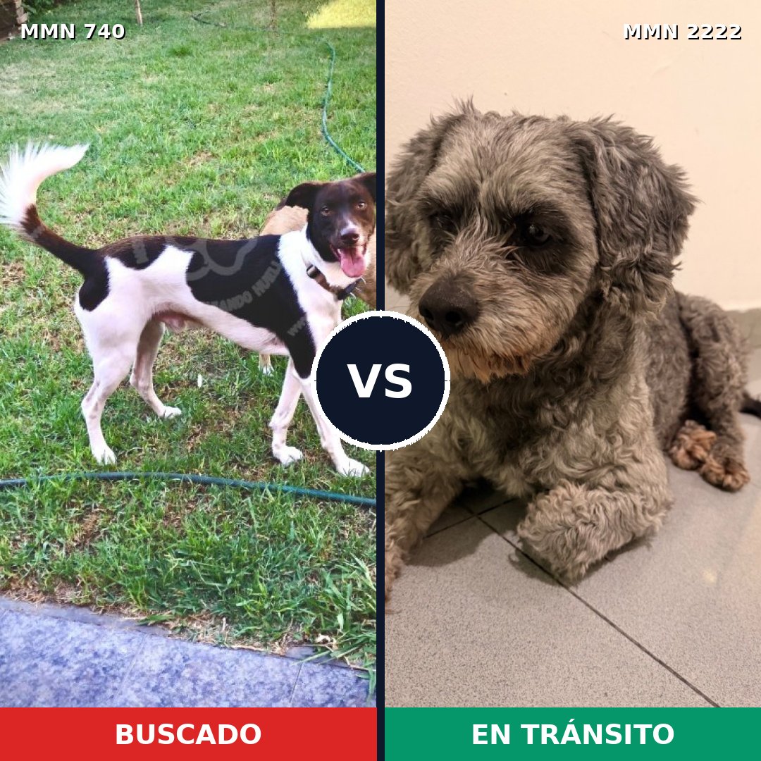 Comparativa MMS 66399: mascota perdida y mascota encontrada, 51% de similitud