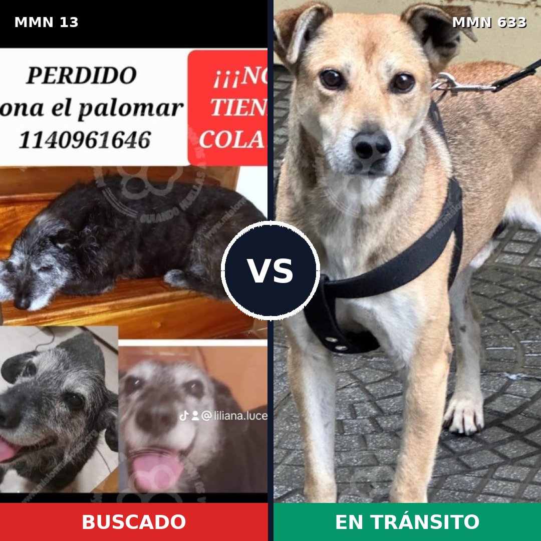 Comparativa MMS 664: mascota perdida y mascota encontrada, 75% de similitud