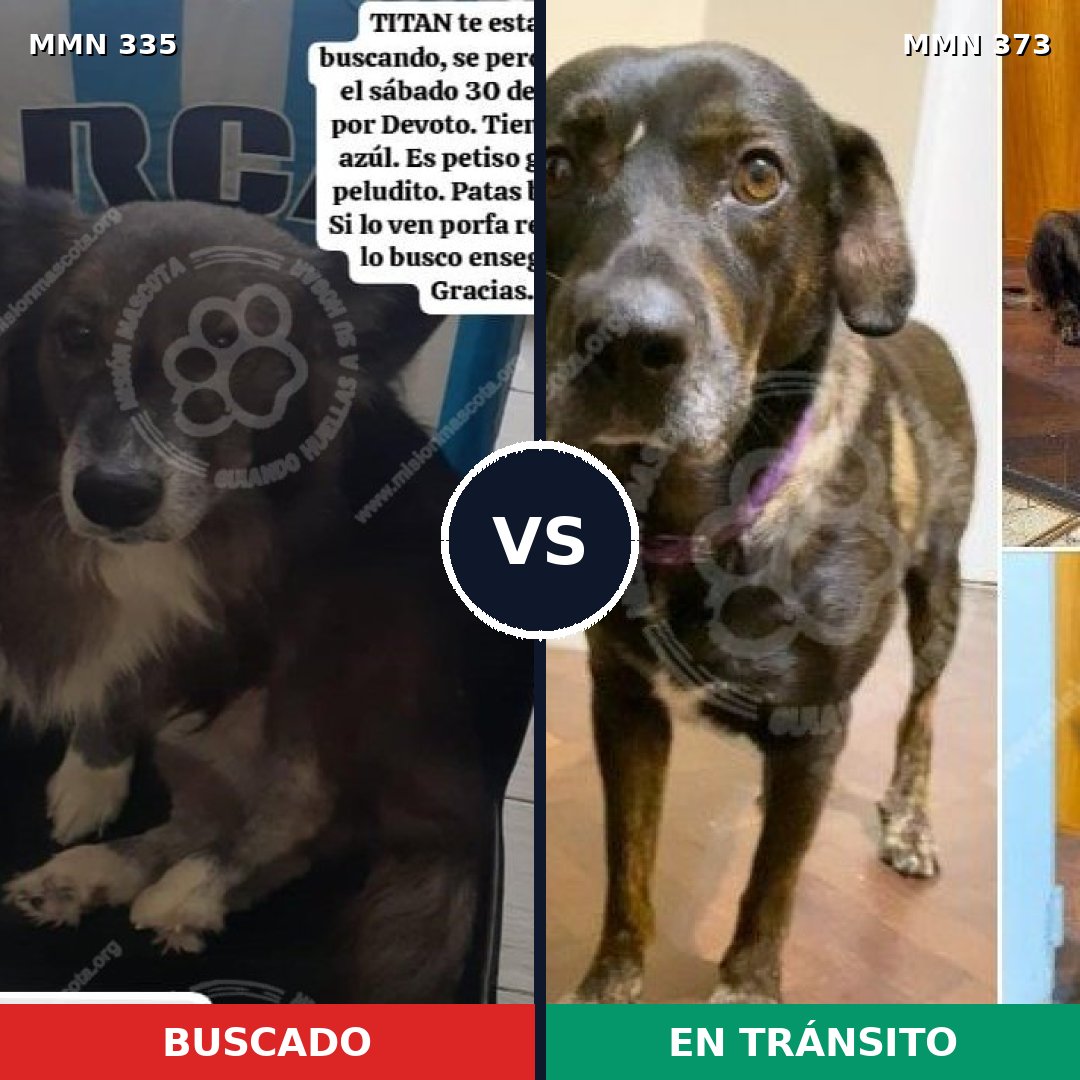 Comparativa MMS 6640: mascota perdida y mascota encontrada, 56% de similitud