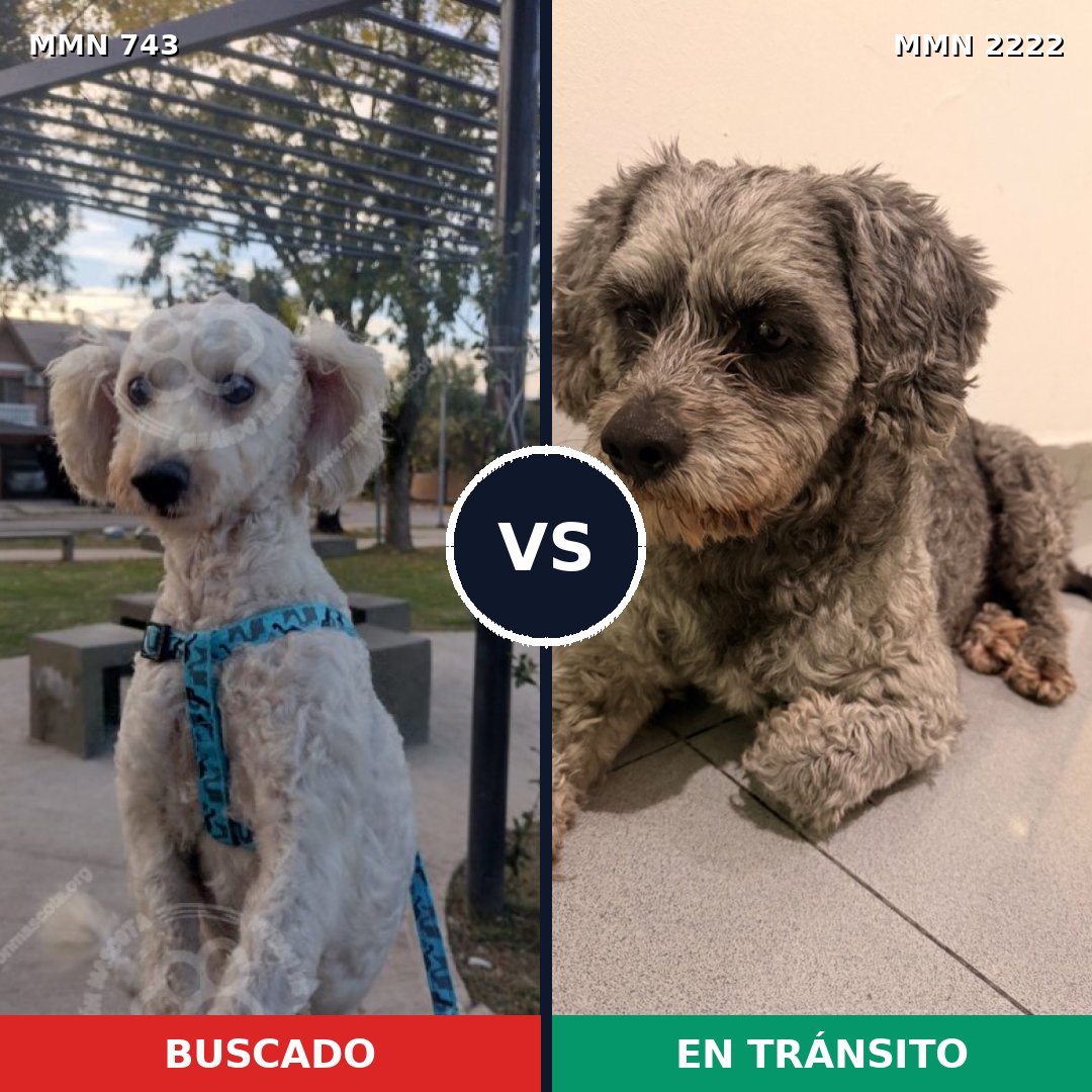 Comparativa MMS 66400: mascota perdida y mascota encontrada, 37% de similitud