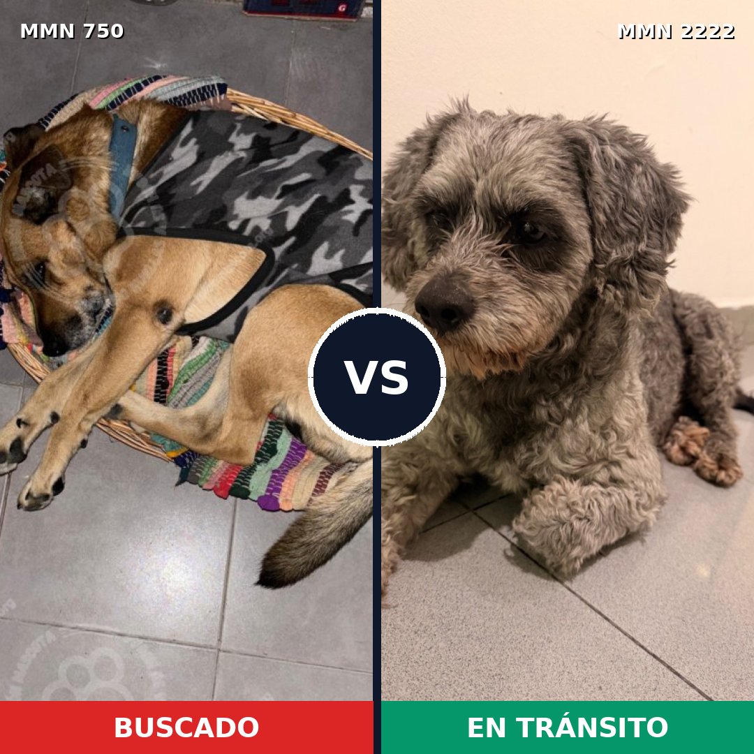 Comparativa MMS 66401: mascota perdida y mascota encontrada, 41% de similitud
